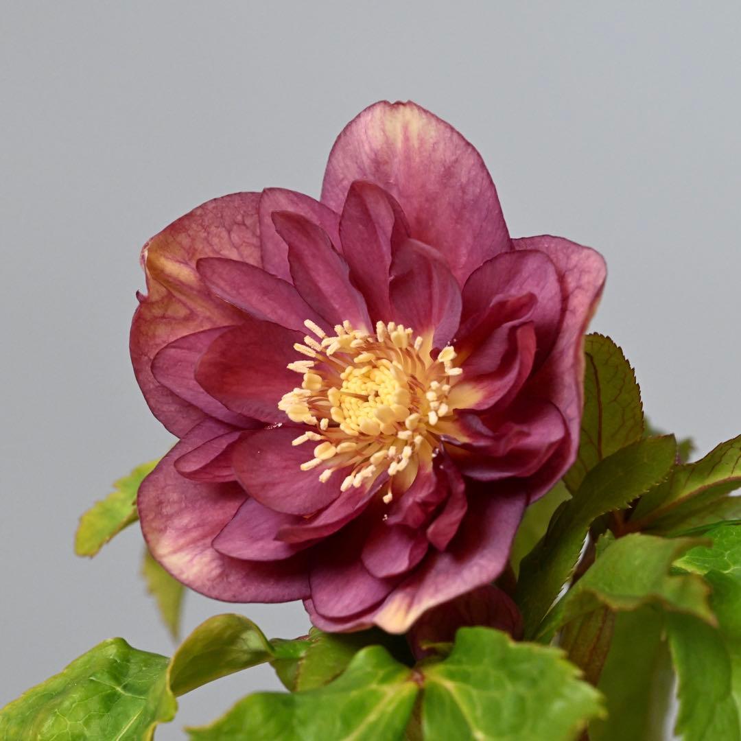 クリスマスローズ エンジピンクゴールド（オーレア） 開花株