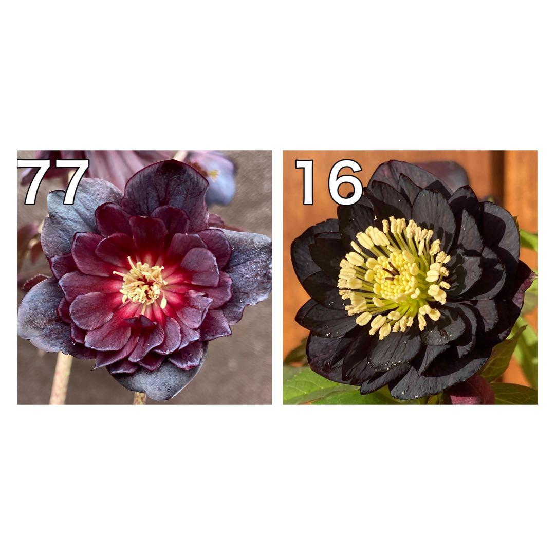 ブラックマジック（整形タイプ）×八咫烏★クリスマスローズ苗