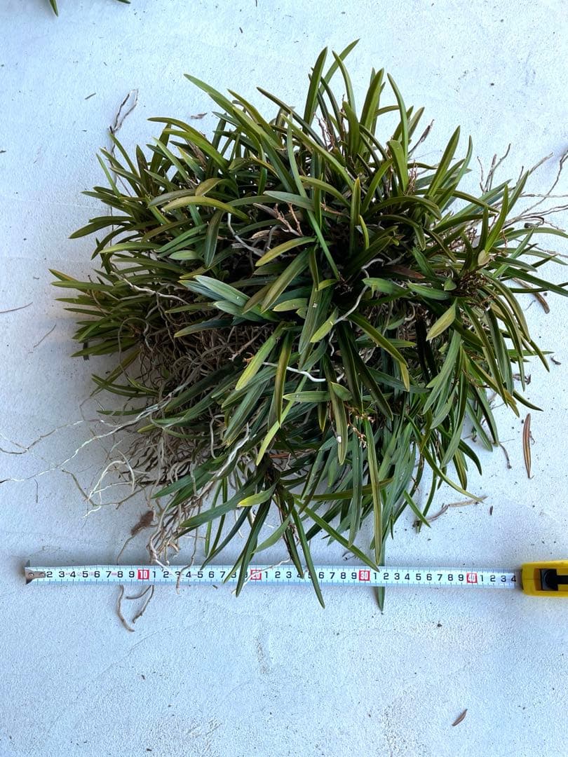 風蘭　大苗5株　白い花