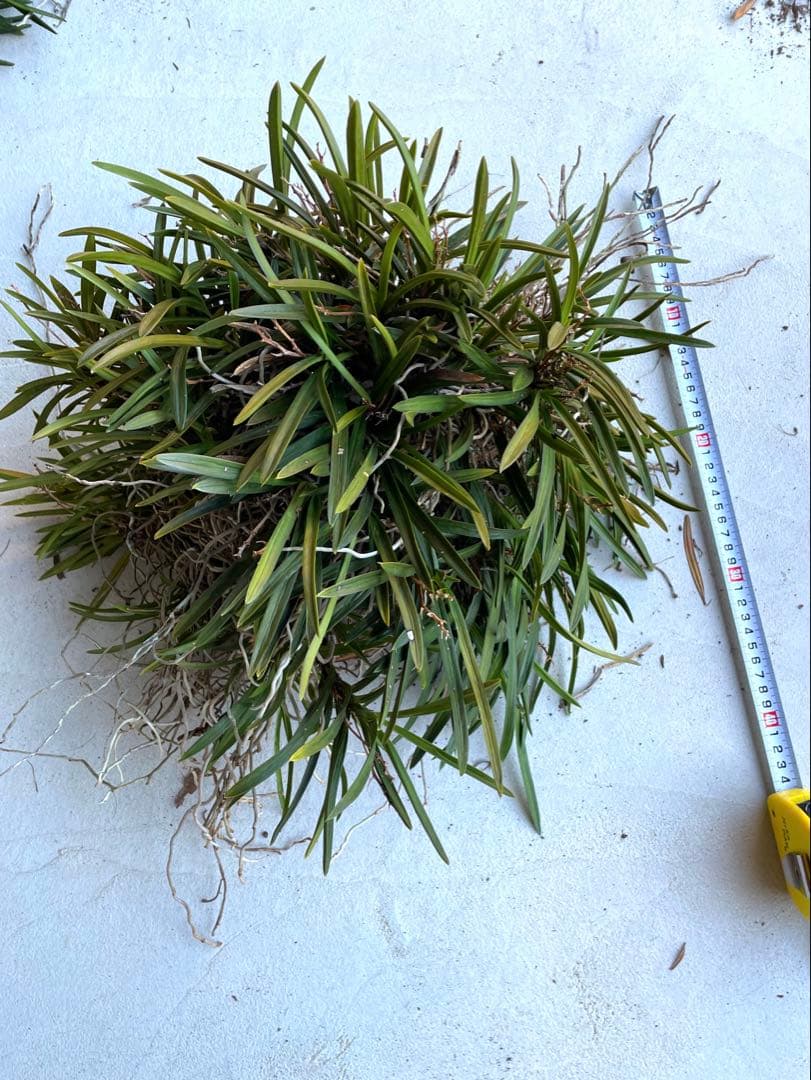 風蘭　大苗5株　白い花