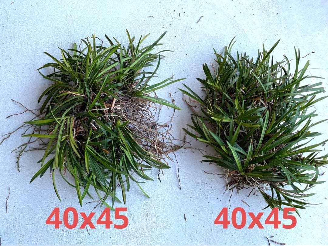 風蘭　大苗5株　白い花