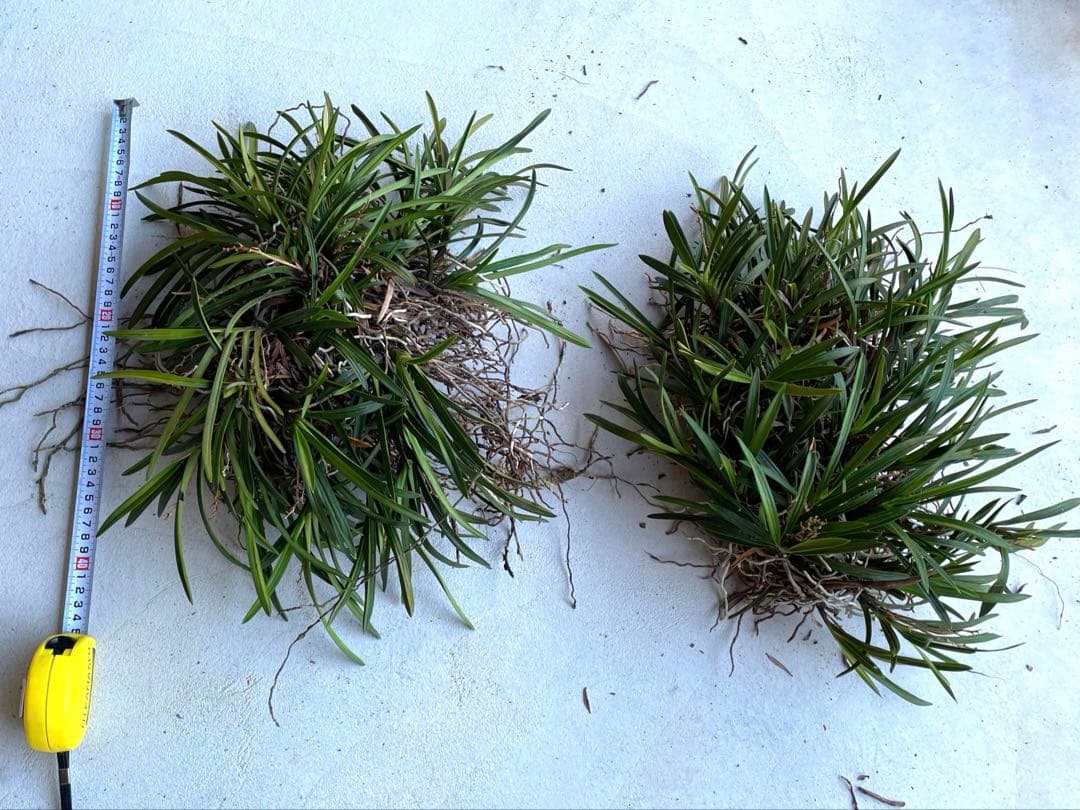 風蘭　大苗5株　白い花