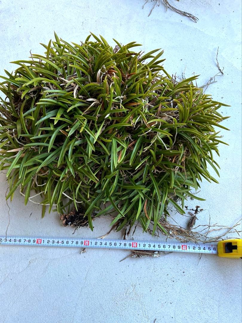 風蘭　大苗5株　白い花