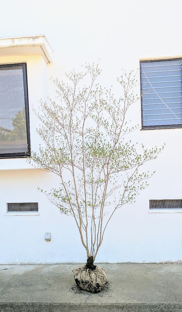 おちび、、、。その1