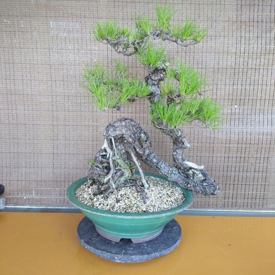 黒松　　 大型盆栽】　　撮影日2022,09,21日945