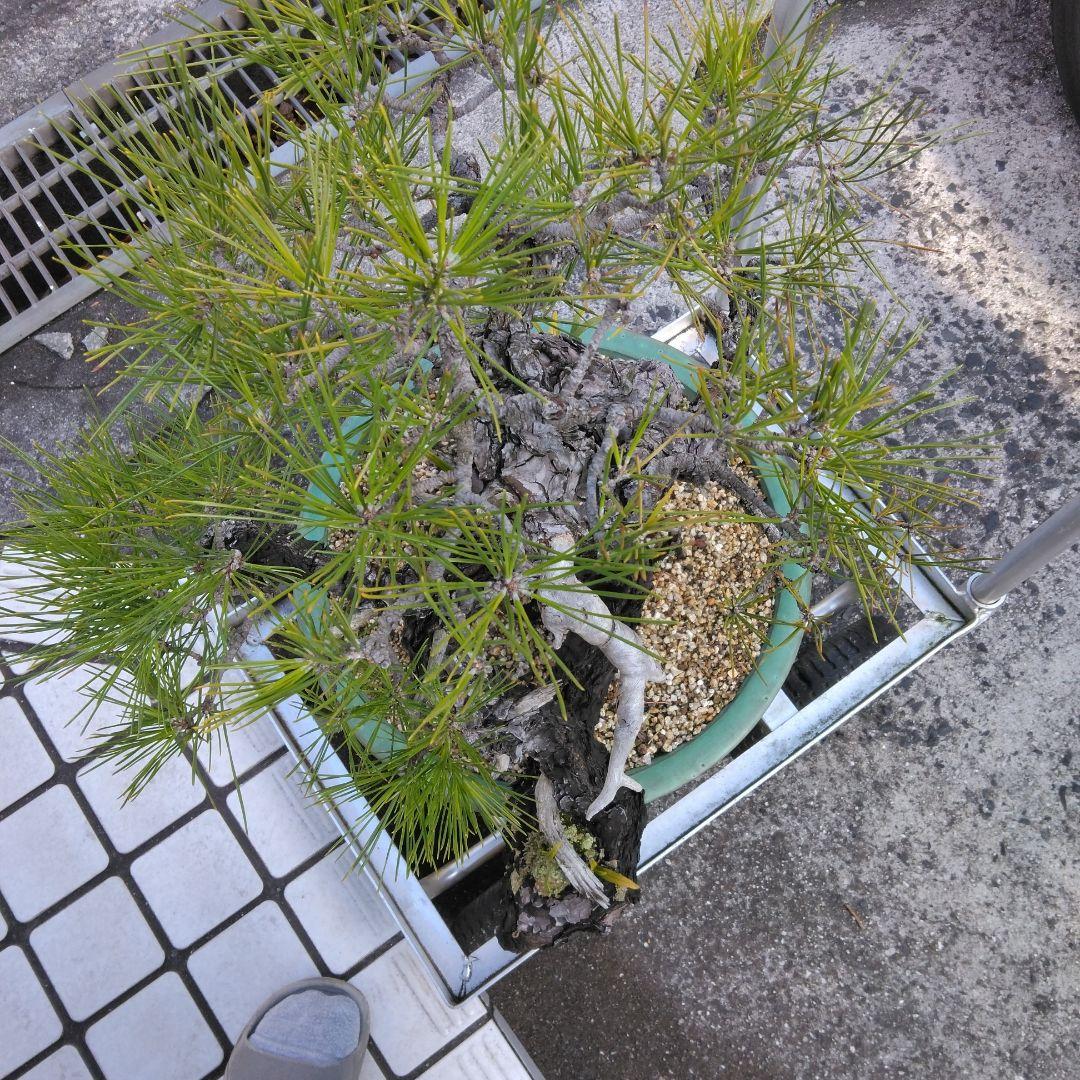 黒松　　 大型盆栽】　　撮影日2022,09,21日945