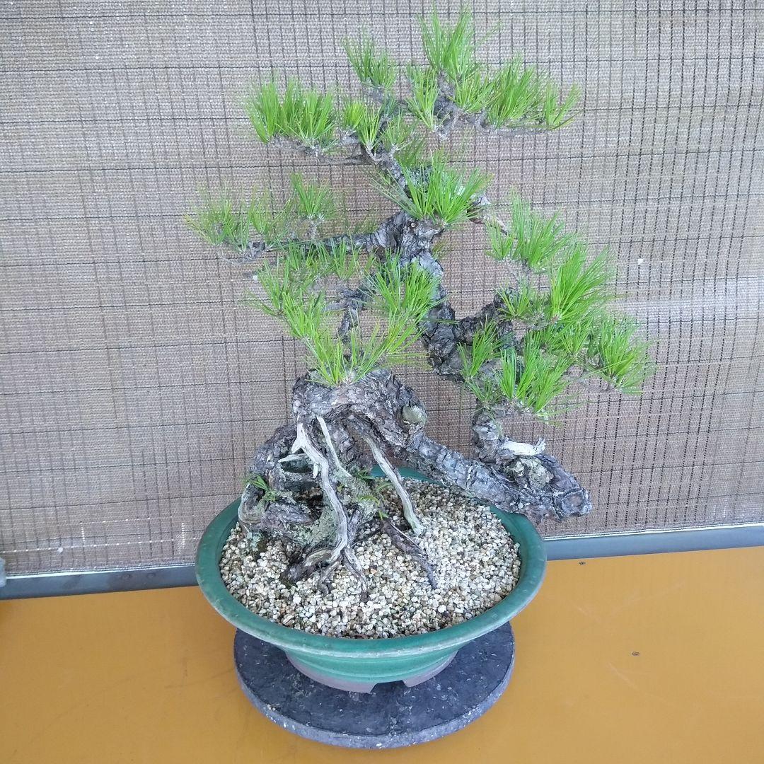 黒松　　 大型盆栽】　　撮影日2022,09,21日945