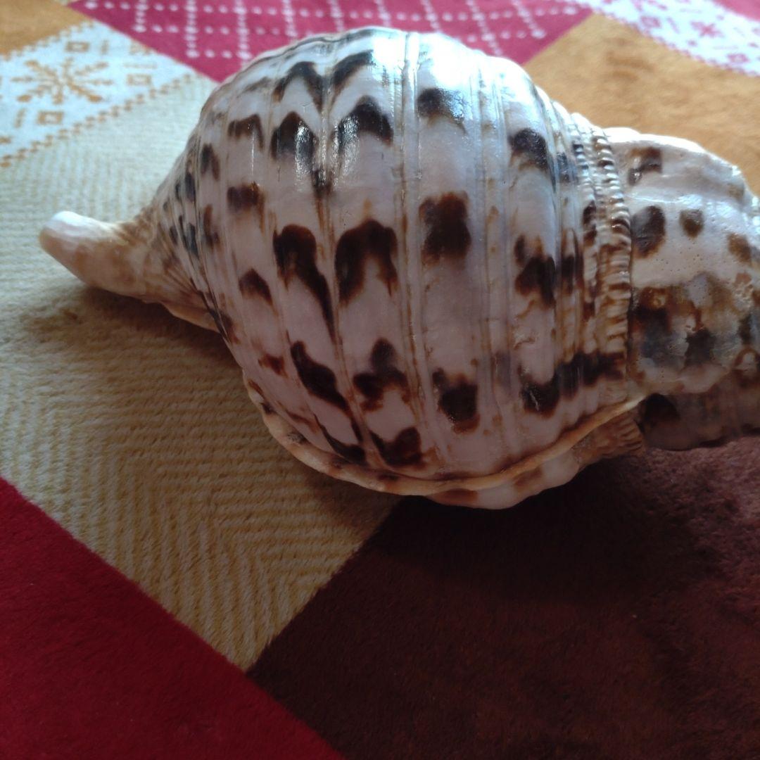 法螺貝 ホラ貝 ほら貝 インテリア 加工用 大型　美品　 置物　標本