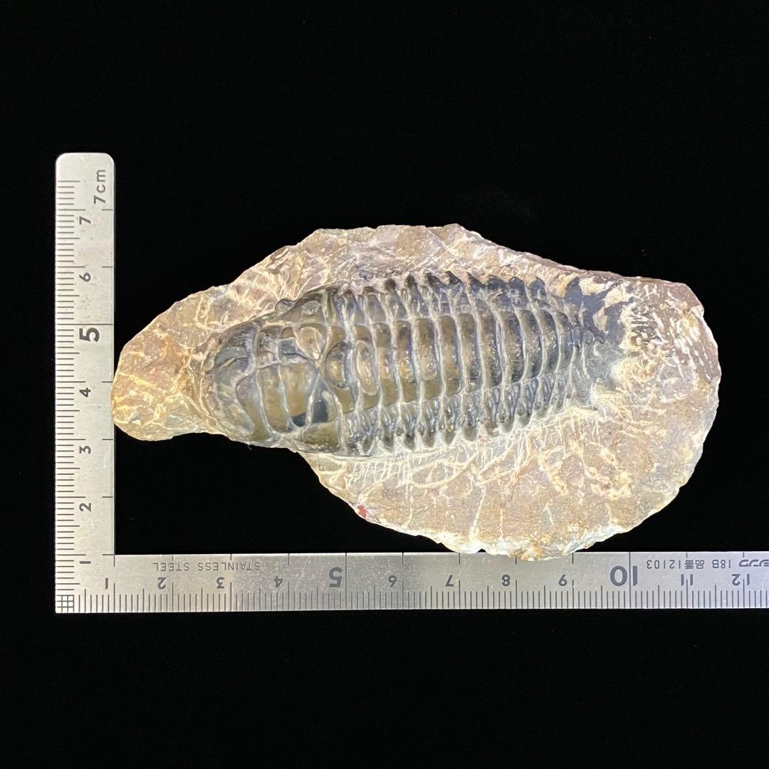 Crotalocephalus gibbus　三葉虫　化石　モロッコ 産