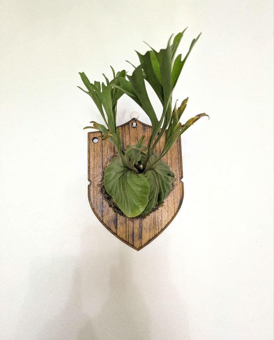 リドレイ ナローフォーム 細葉リドレイ