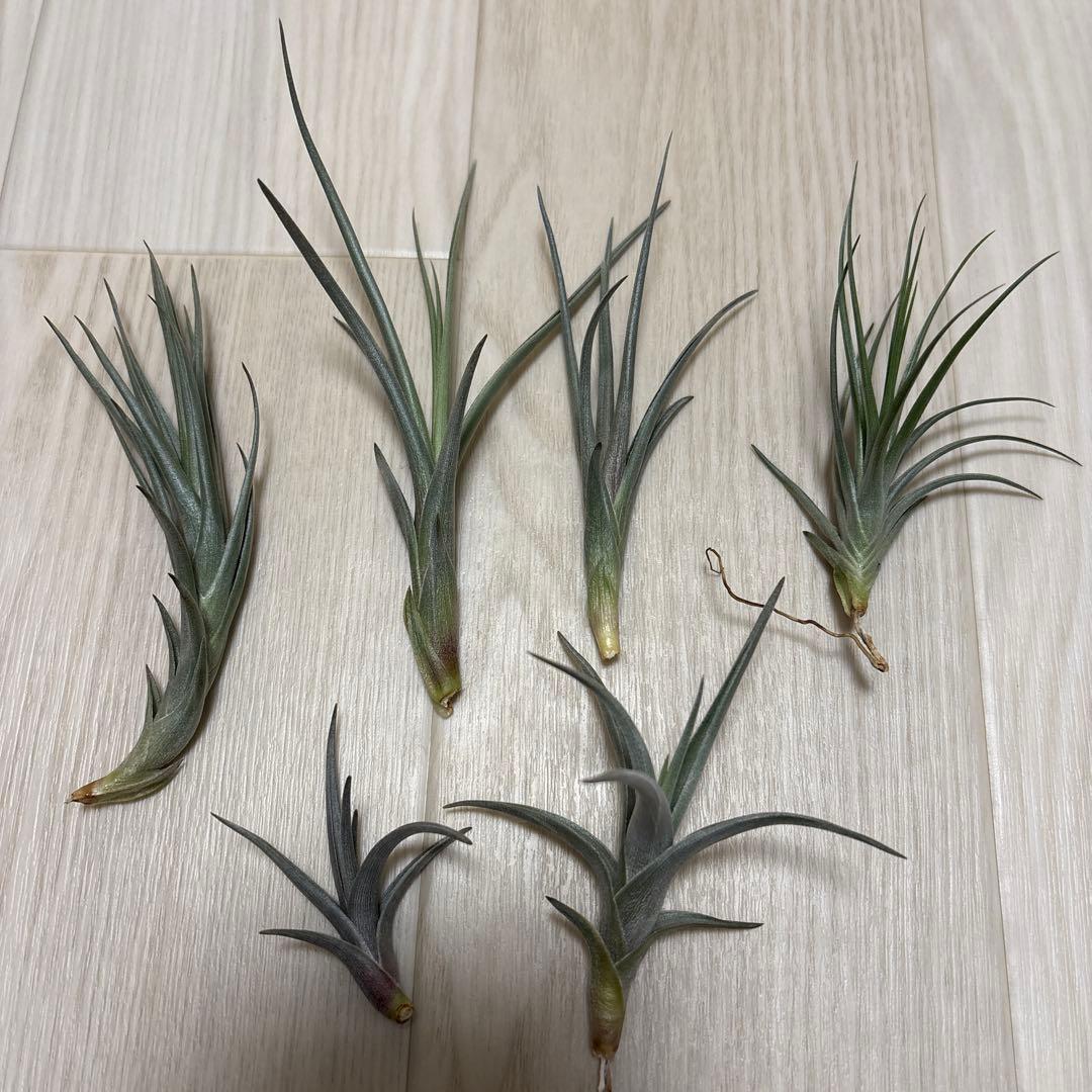 tkshrjk 　速達　チランジア ミスティックシリーズ 6種セット