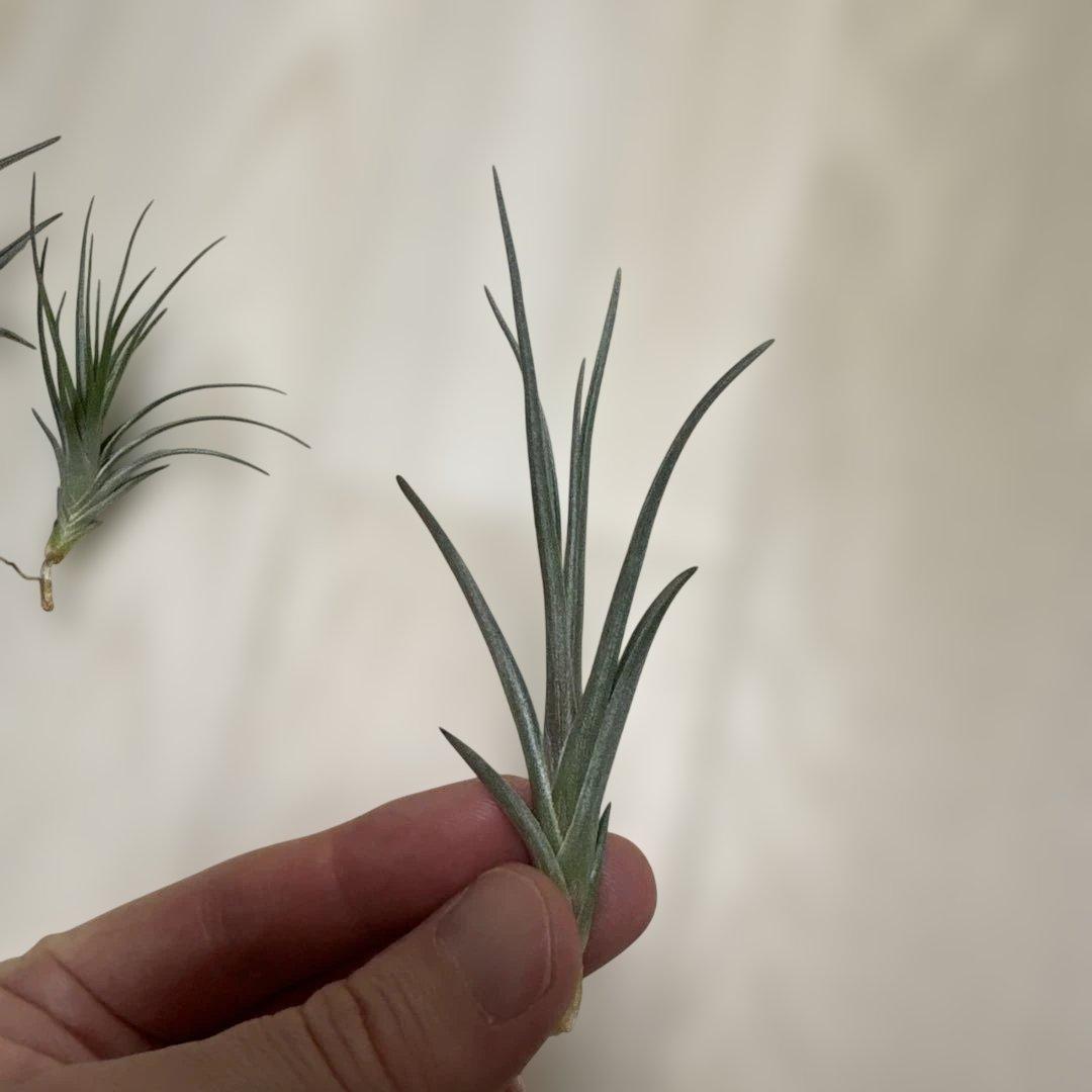 tkshrjk 　速達　チランジア ミスティックシリーズ 6種セット