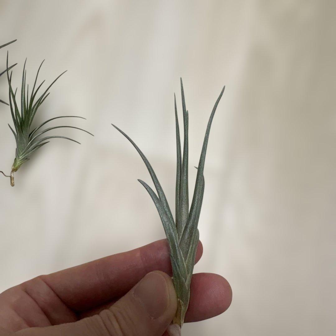 tkshrjk 　速達　チランジア ミスティックシリーズ 6種セット