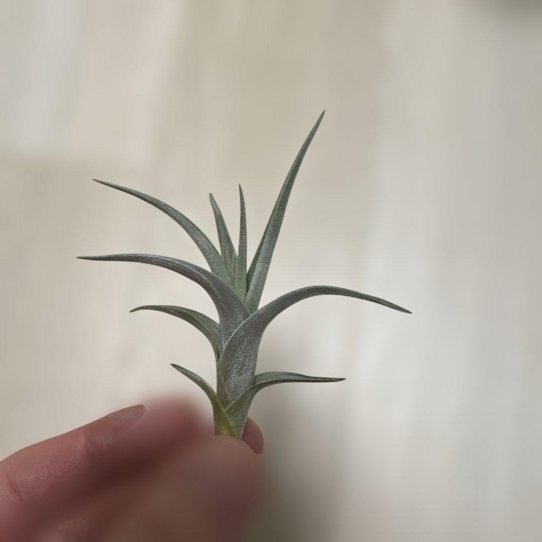 tkshrjk 　速達　チランジア ミスティックシリーズ 6種セット