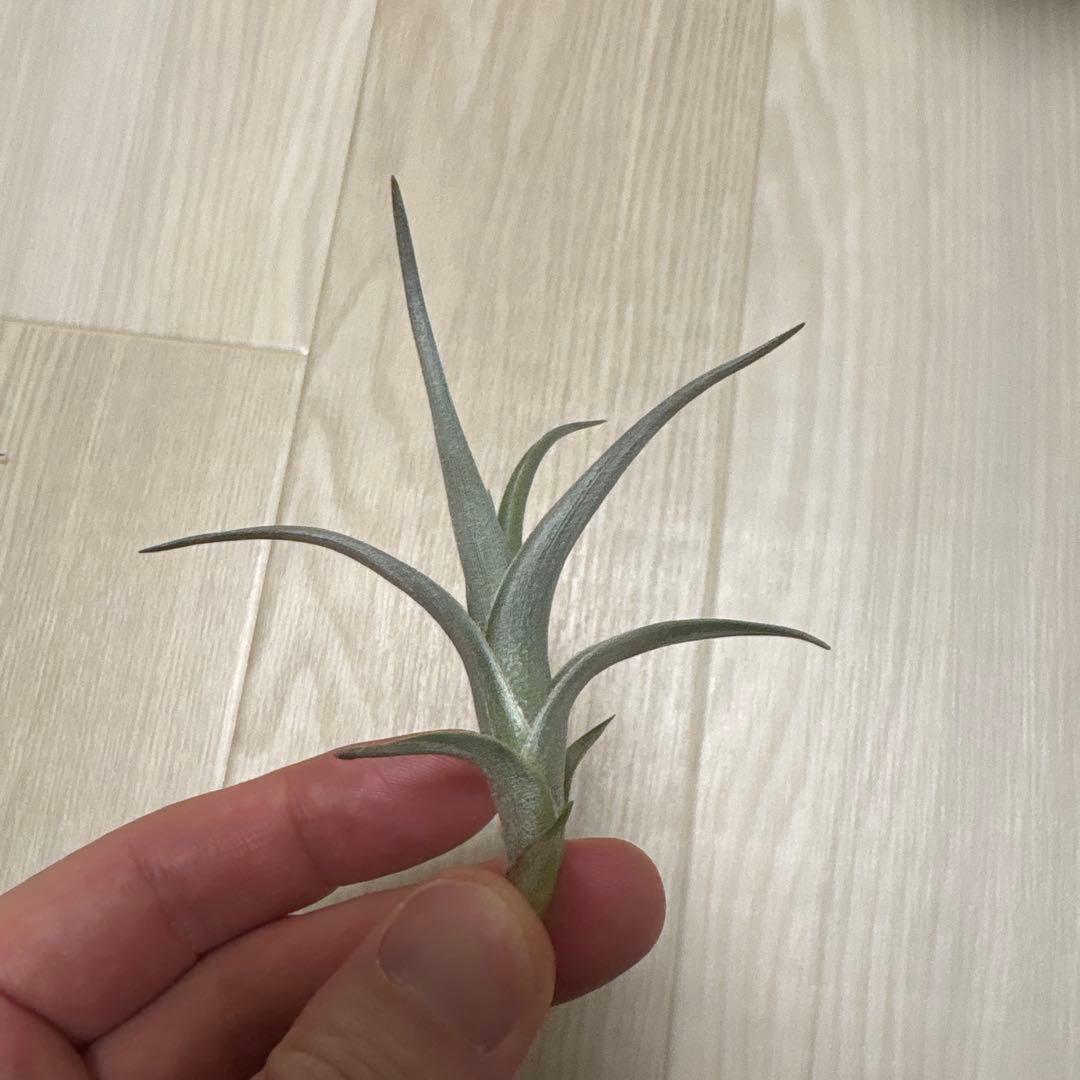 tkshrjk 　速達　チランジア ミスティックシリーズ 6種セット