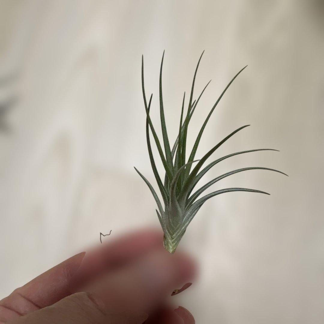 tkshrjk 　速達　チランジア ミスティックシリーズ 6種セット