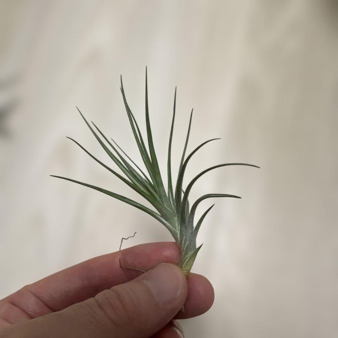 tkshrjk 　速達　チランジア ミスティックシリーズ 6種セット