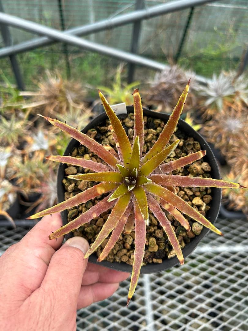 原種 ディッキア Dyckia reitzii rubra large form