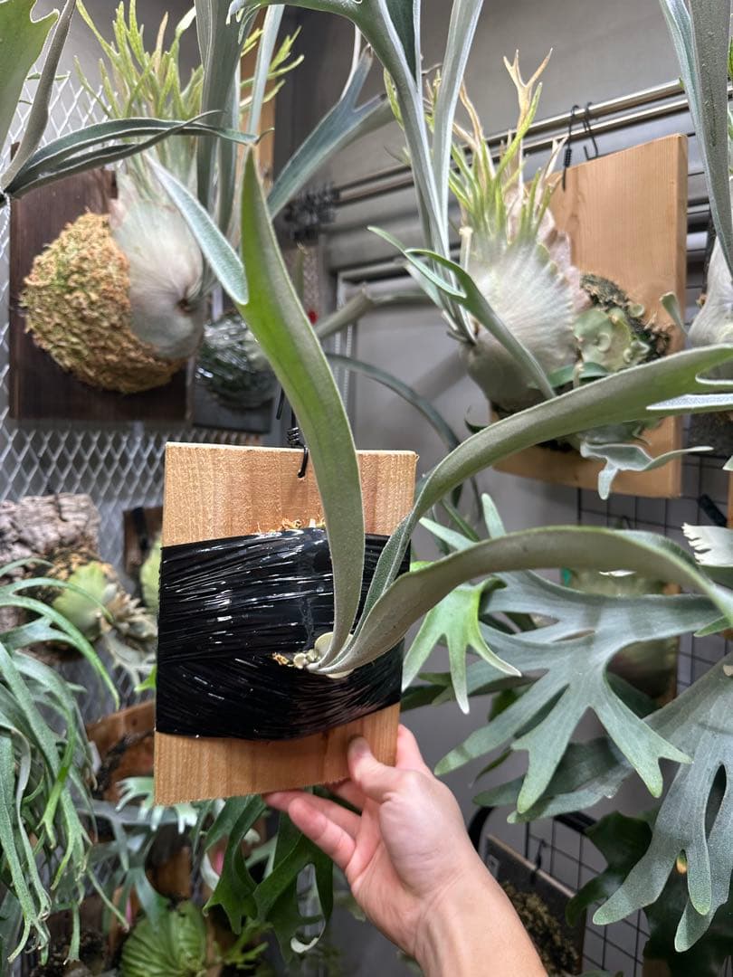 P.veitchii 'Auburn ' 子株販売　② ビカクシダ