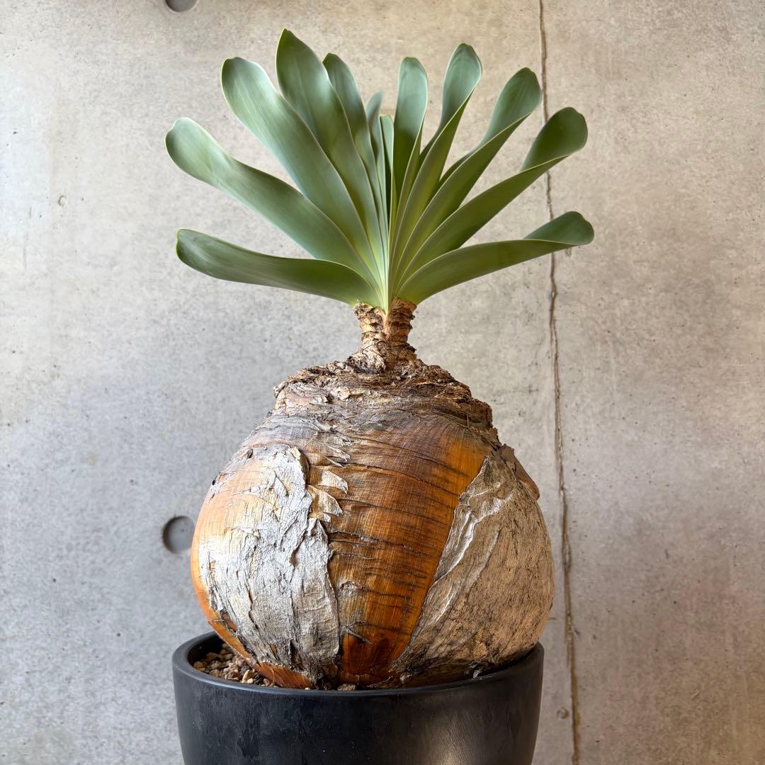 ブーファン ハエマンソイデス 発根済み 現地球株