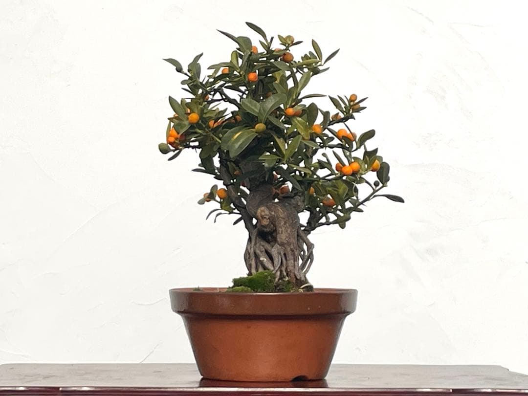 三河盆栽　金豆　キンズ　盆栽