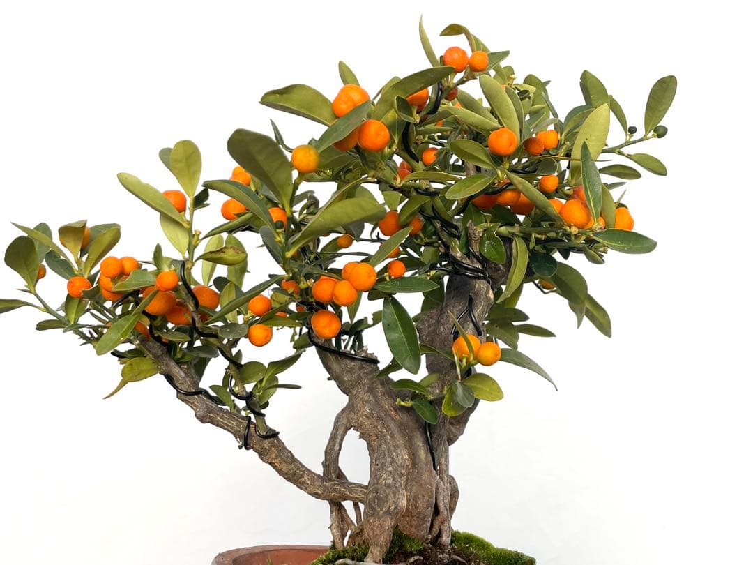 三河盆栽　金豆　キンズ　盆栽