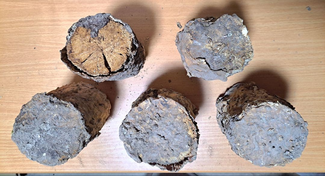 １０本！ Ｌ×５本 Ｍ×５本 クヌギ 土埋め レイシ 霊芝 産卵材 柔らか仕上げ