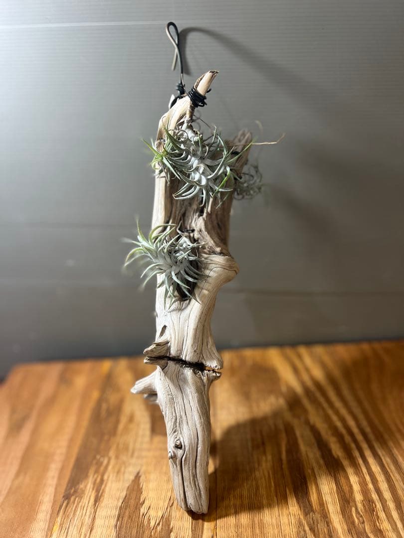 チランジア　イオナンタ　バンハイニンギー　クランプ　流木付き　7個程ついてます