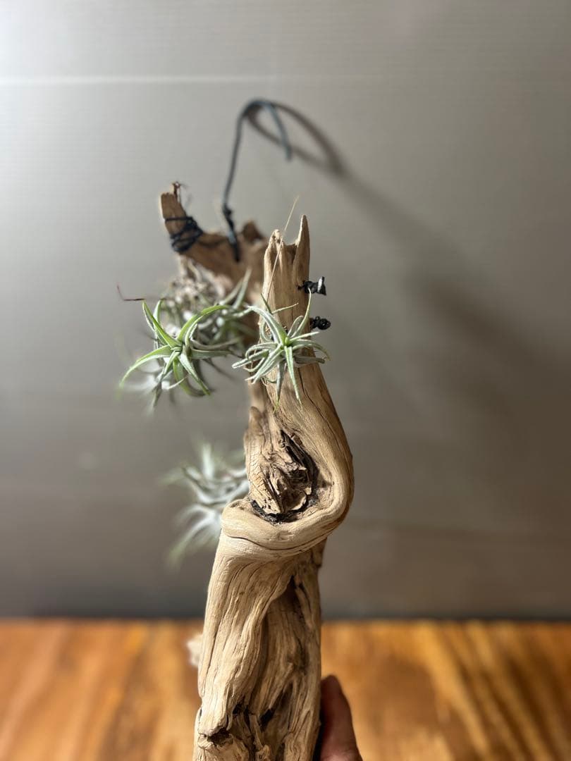 チランジア　イオナンタ　バンハイニンギー　クランプ　流木付き　7個程ついてます