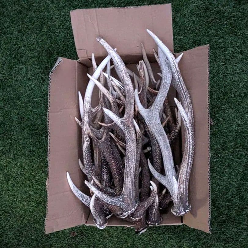 鹿の角 置物 多数　ニホンジカ