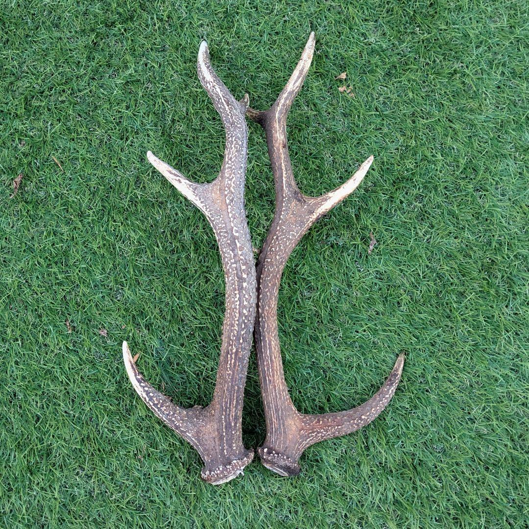 鹿の角 置物 多数　ニホンジカ