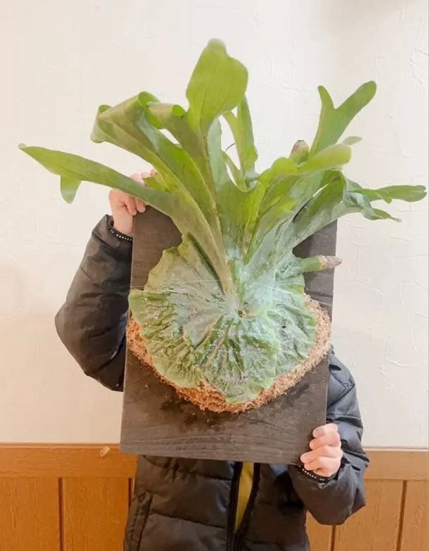 特大ビカクシダ グランデ