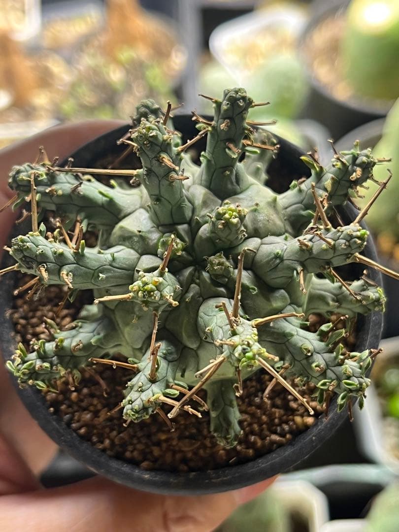 ユーフォルビア デセプタ　Euphorbia decepta実生