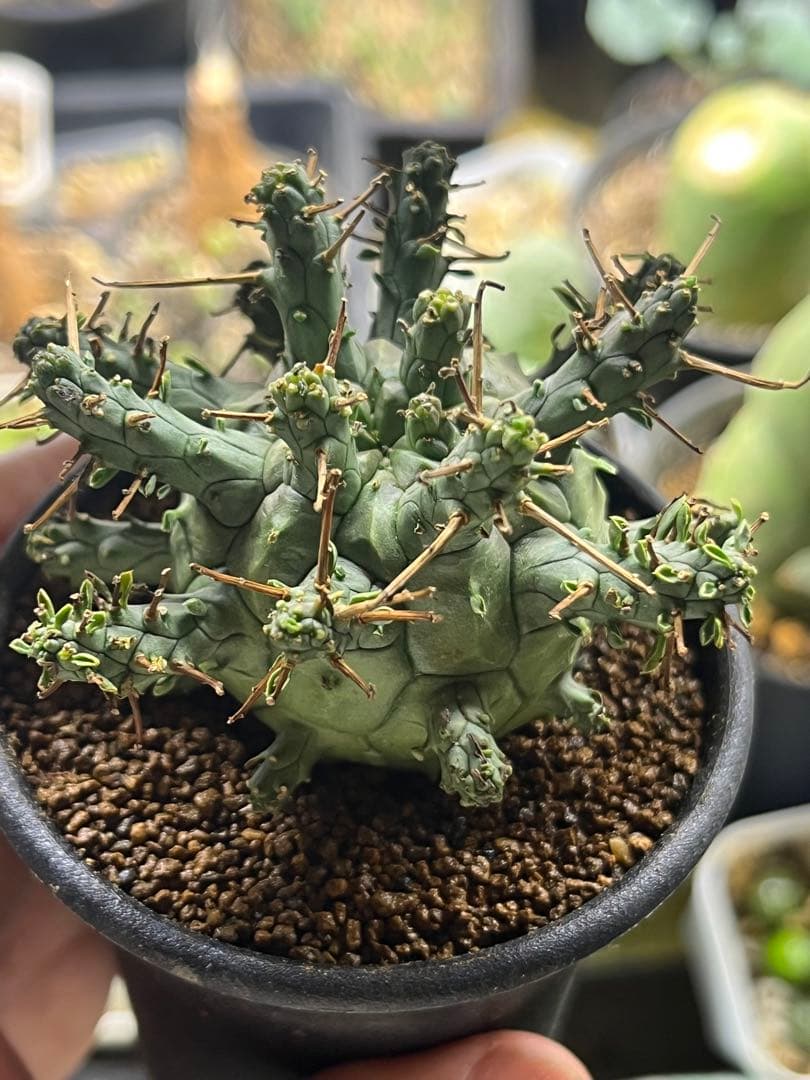 ユーフォルビア デセプタ　Euphorbia decepta実生