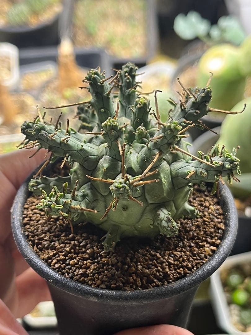 ユーフォルビア デセプタ　Euphorbia decepta実生