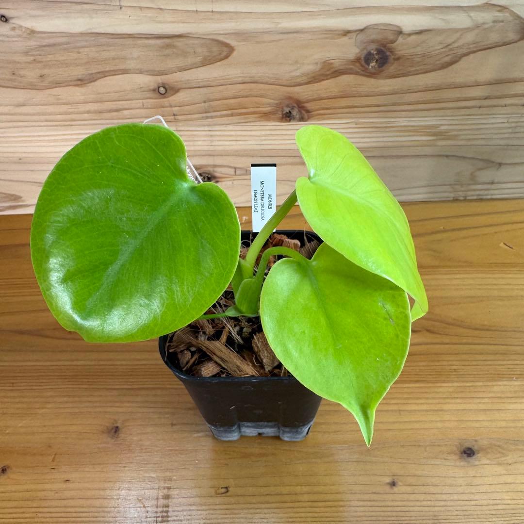 モンステラ　デリシオーサ　レモンライム　TC デリキオサ