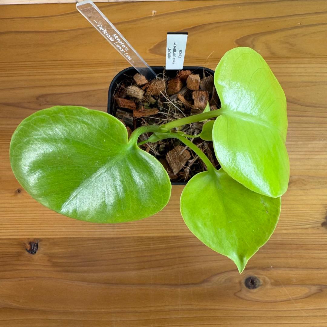 モンステラ　デリシオーサ　レモンライム　TC デリキオサ