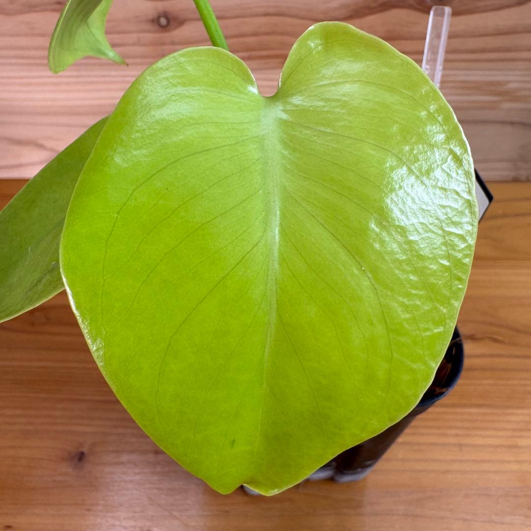 モンステラ　デリシオーサ　レモンライム　TC デリキオサ