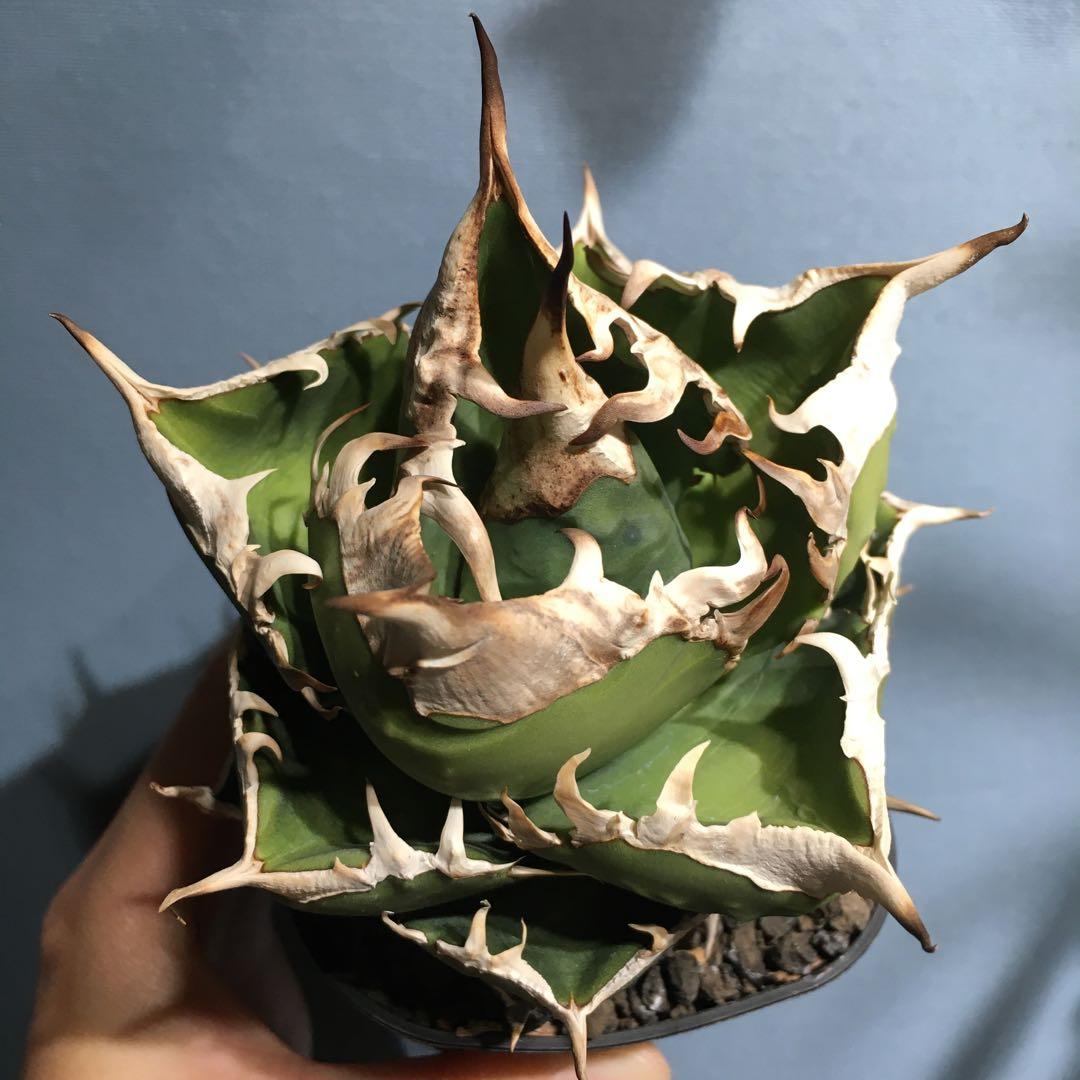 極上OC株★SAD 南アフリカダイヤモンド アガベ チタノタ 極太バンド