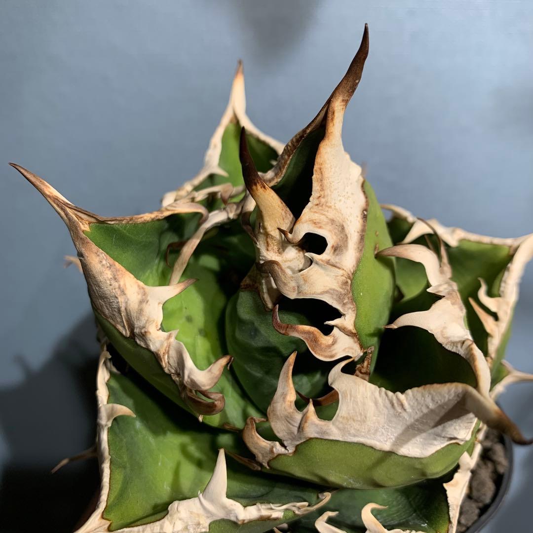 極上OC株★SAD 南アフリカダイヤモンド アガベ チタノタ 極太バンド