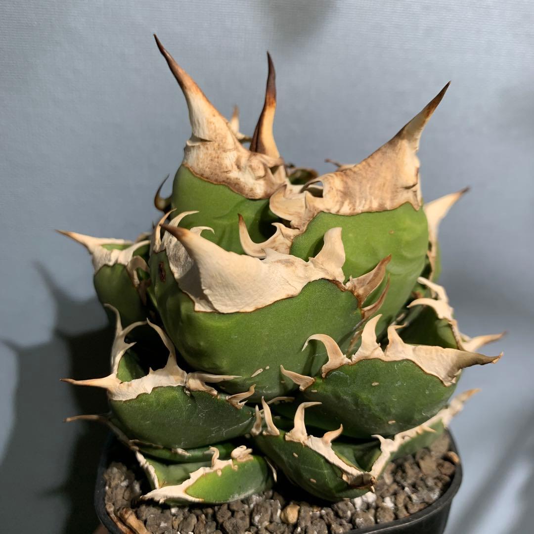 極上OC株★SAD 南アフリカダイヤモンド アガベ チタノタ 極太バンド