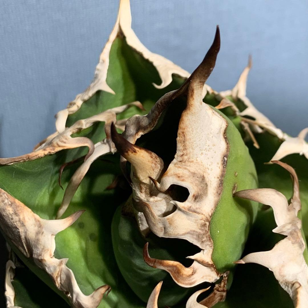 極上OC株★SAD 南アフリカダイヤモンド アガベ チタノタ 極太バンド