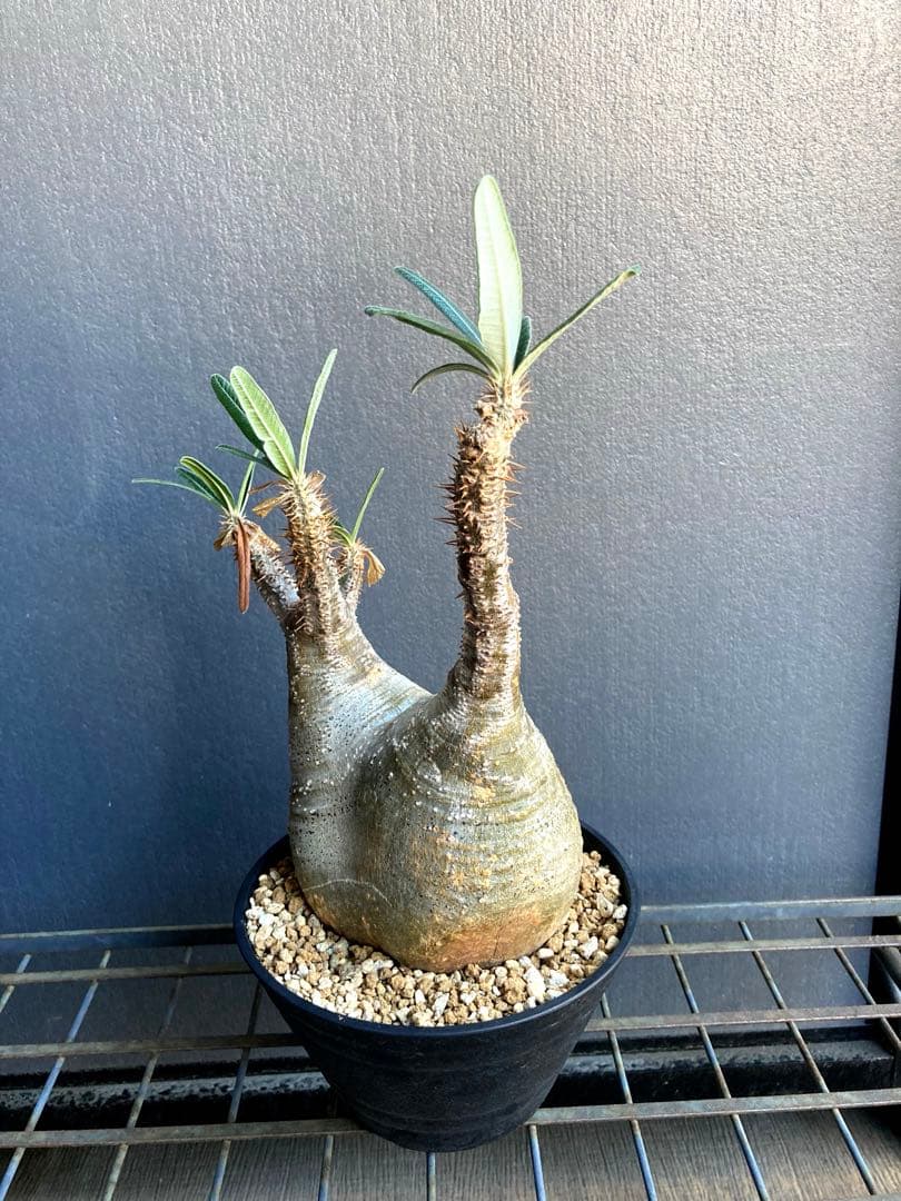 グラキリス 中株 塊根植物 黒鉢付き