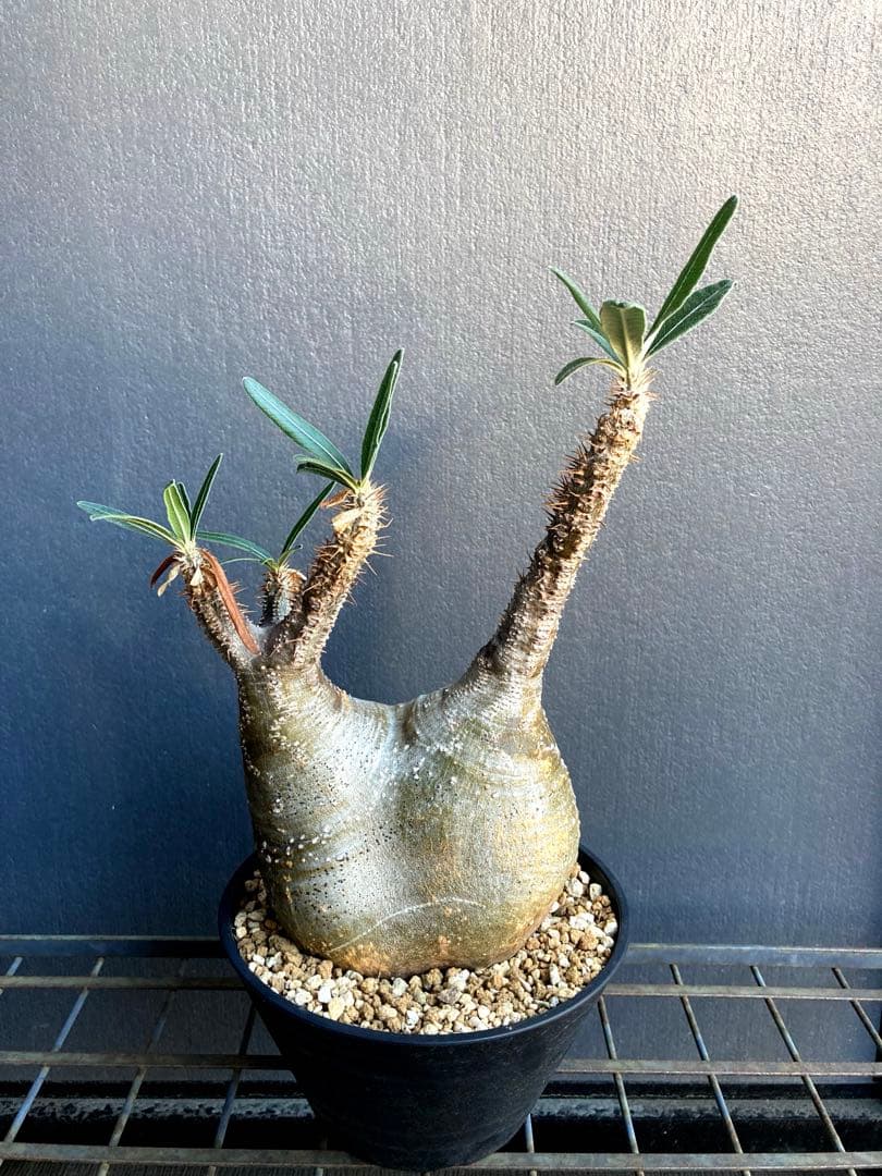 グラキリス 中株 塊根植物 黒鉢付き