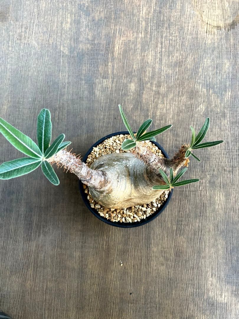 グラキリス 中株 塊根植物 黒鉢付き