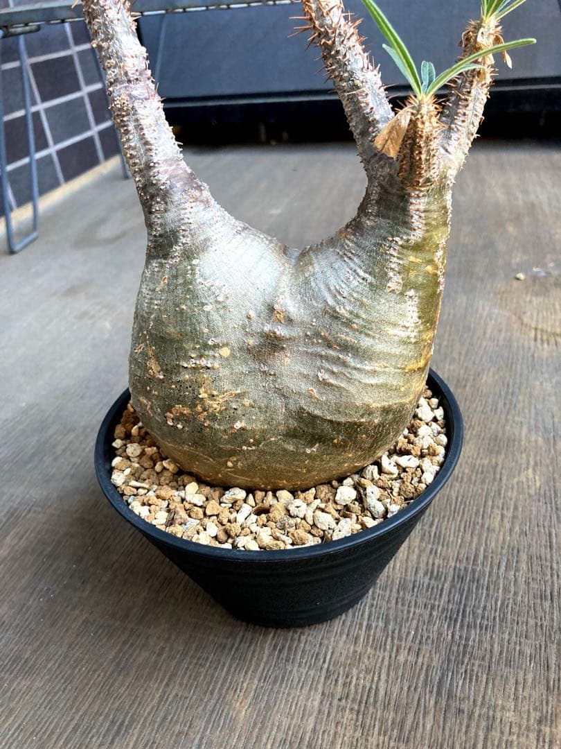 グラキリス 中株 塊根植物 黒鉢付き