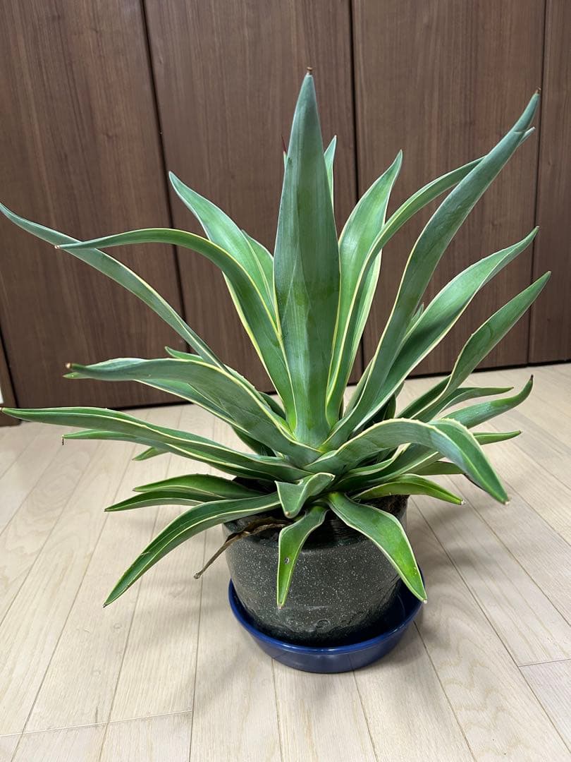 アガベ　ベネズエラ　陶器鉢付き　高・幅:約50cm