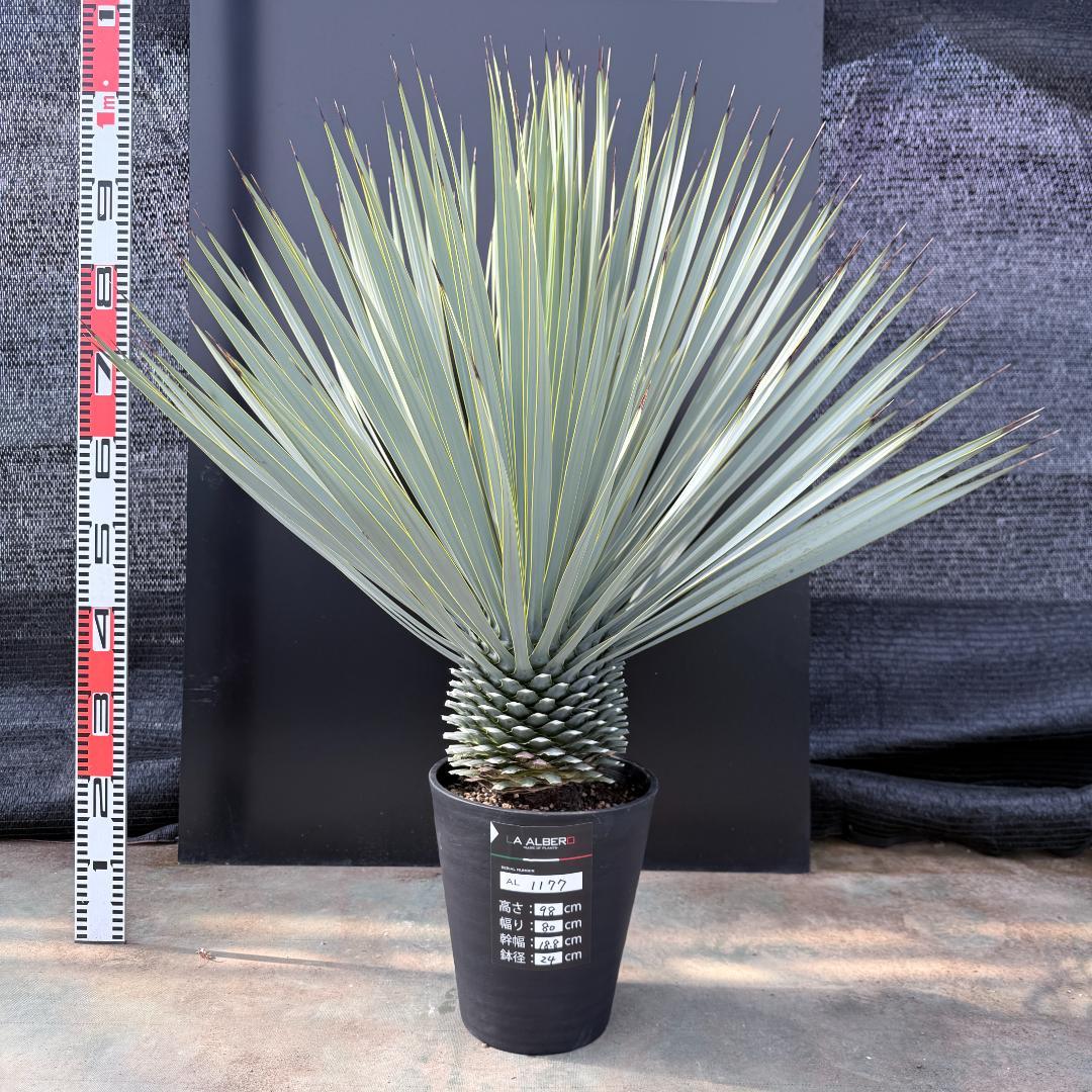 【AL1177】ユッカ　ロストラータ　シルバーブルー　超美形　お買い得品