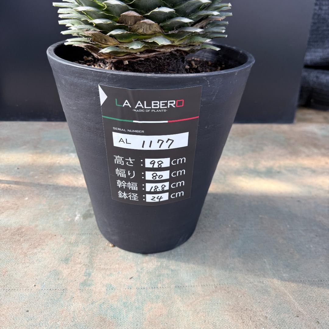 【AL1177】ユッカ　ロストラータ　シルバーブルー　超美形　お買い得品