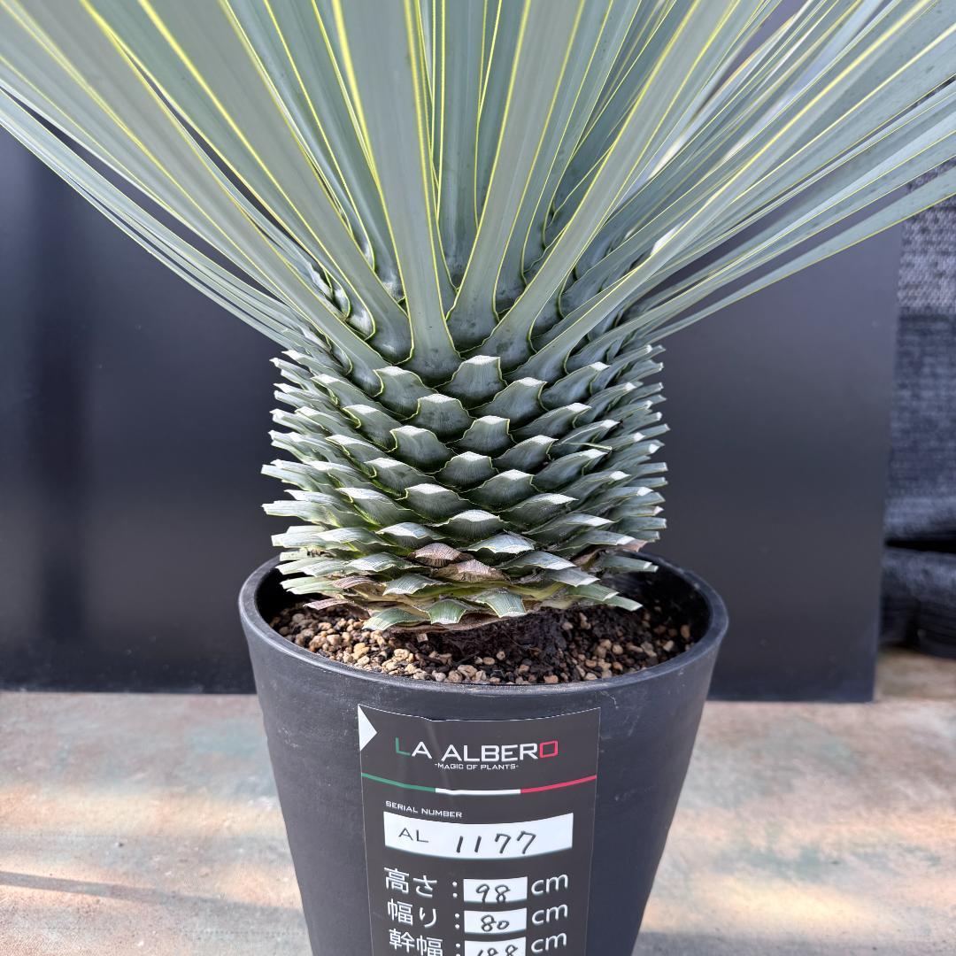 【AL1177】ユッカ　ロストラータ　シルバーブルー　超美形　お買い得品